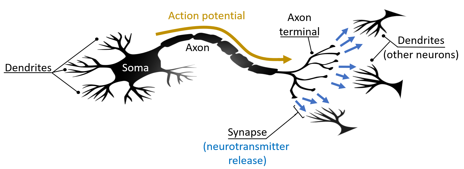 Neuron